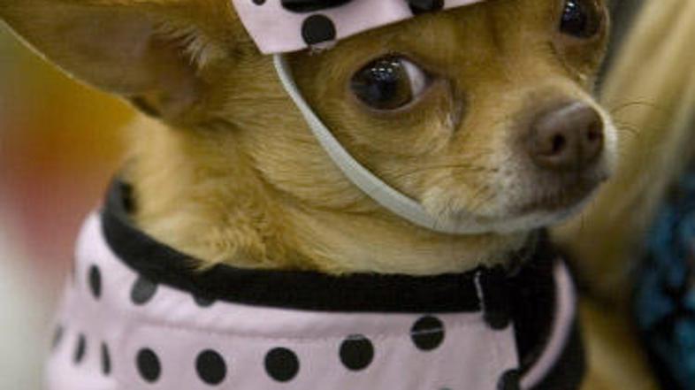 Skrbniki hišnih živali preprečevati vzroke, ki lahko povzročijo bolečine, poškod