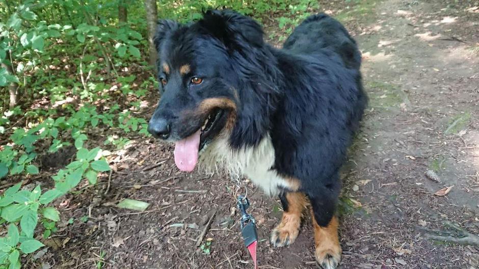 Rumba | Avtor: Zavetišče Maribor