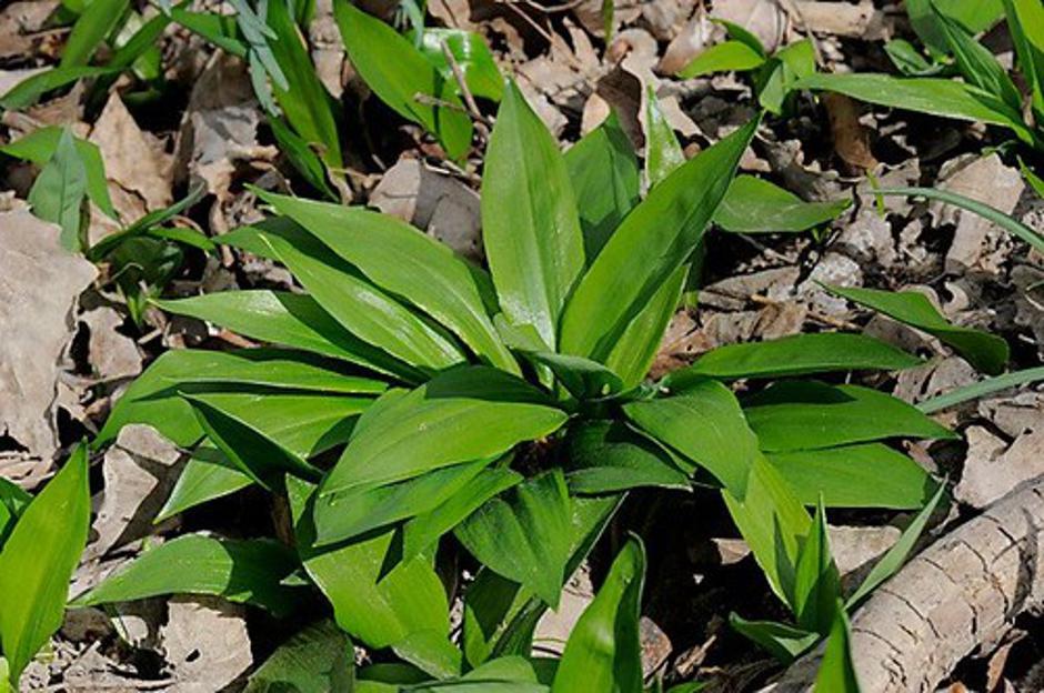 Čemaž | Avtor: Profimedias