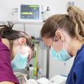 veterinarki med operacijo