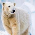 polarni medved