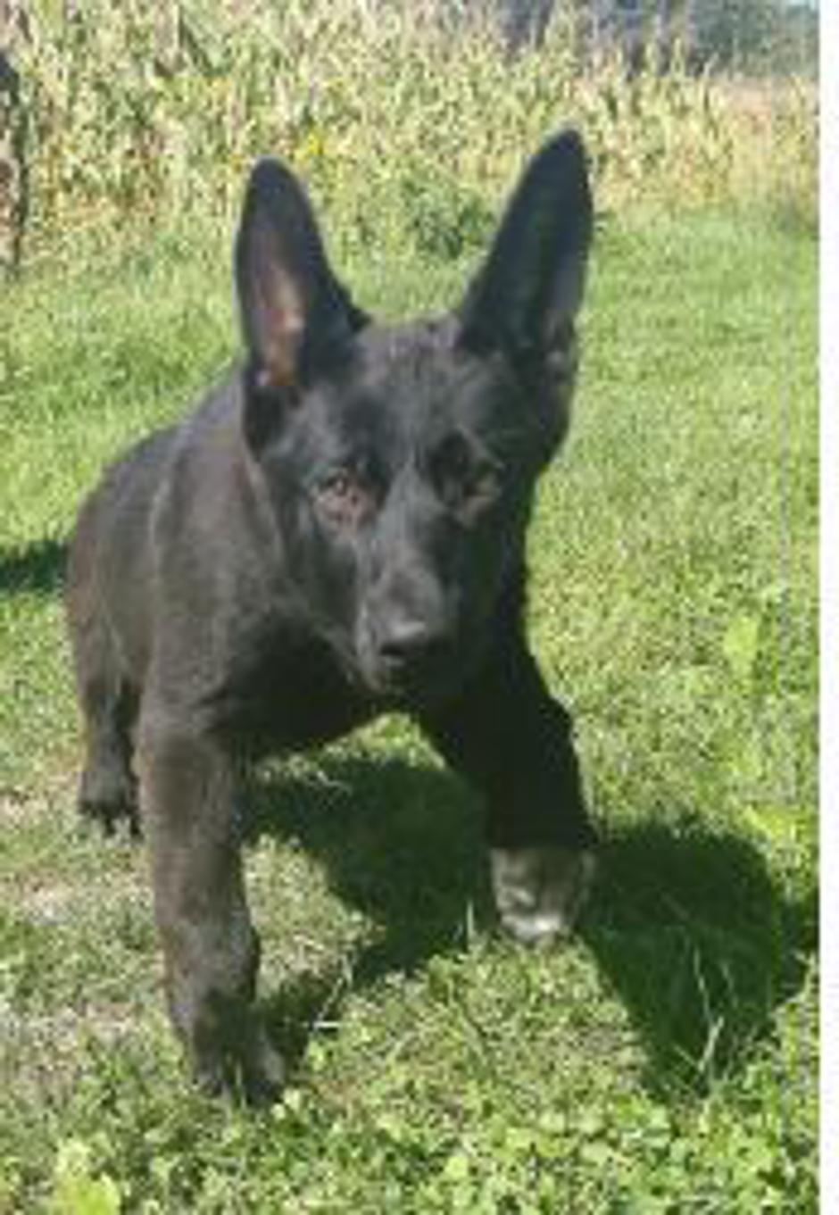 Psička Lyra, nemški ovčar, poležena 24. junija 2018 | Avtor: Policija