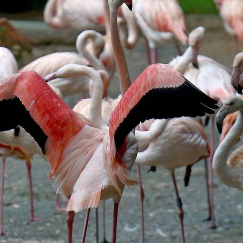Phoenicopterus roseus, flamingo, plamenec