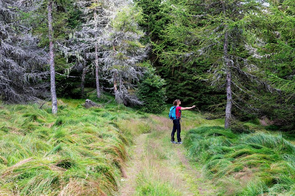 Gozd, narava, drevesa | Avtor: Profimedia