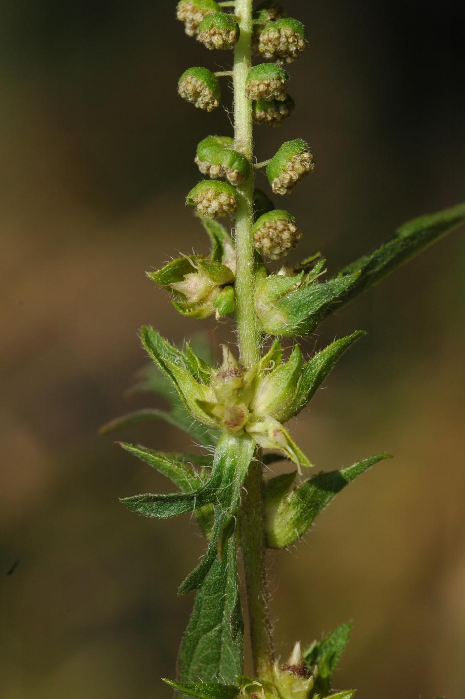 Ambrozija | Avtor: Arhiv: Inšpektorat za kmetijstvo, gozdarstvo, lovstvo in ribištvo