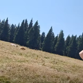 iztok gartner