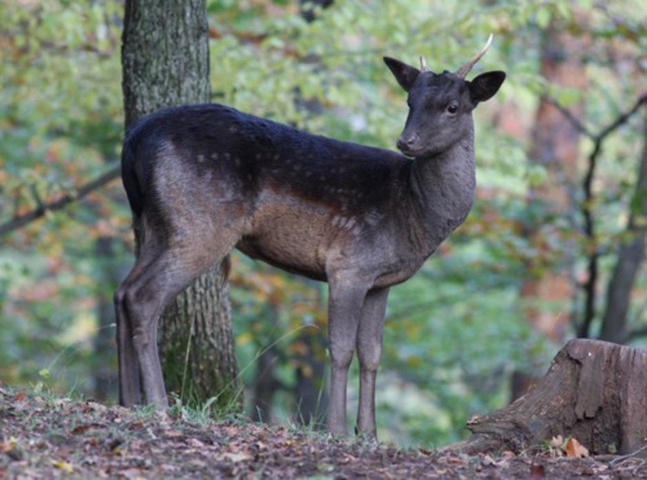 Damjak | Avtor: Profiemdia