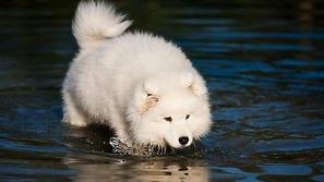 samojed