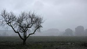 Drevo, slabo vreme