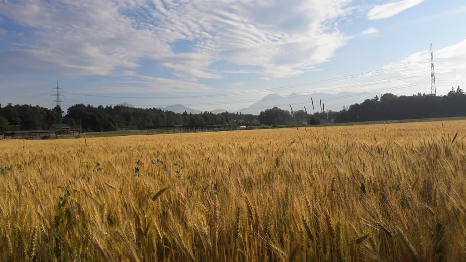 Pridelava hrane, poljedelstvo, njiva | Avtor: M. Ha.