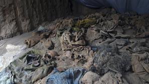 Človeška okostja v množičnem grobu v provinci Balkh v Afganistanu.