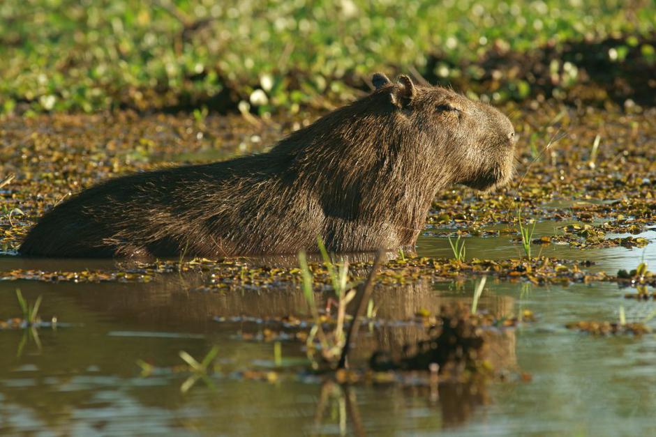 Kapibara | Avtor: Profimedias