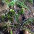 Caulerpa cylindracea