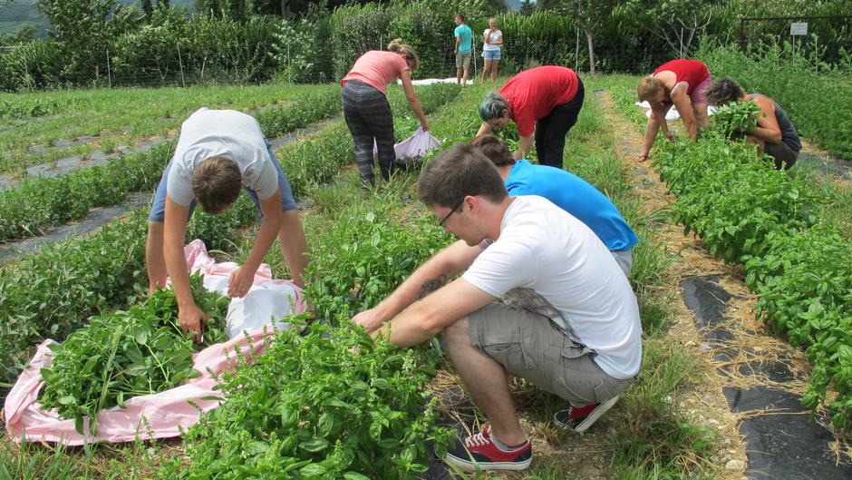 SVRK | Avtor: Urbano vrtišče