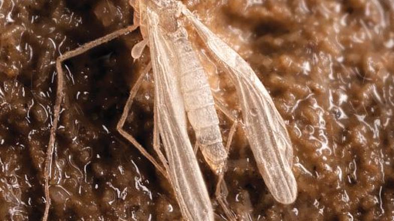 Odkritje jama Velebit