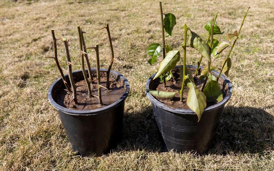 Potaknjenci | Avtor: Profimedia