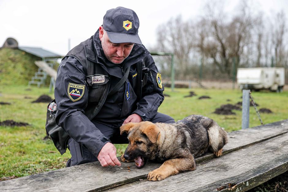 oddelek za šolanje službenih psov Gmajnice, policijski psi, šolanje psov | Avtor: Saša Despot