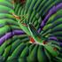 poslikave body painting