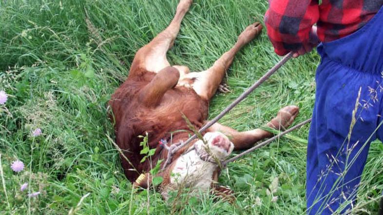 Bikec ni želel pod nož, zato jo je ucvrl na prostost. In res si je izboril še me