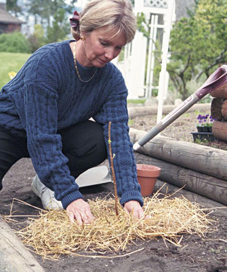 maline | Avtor: Pinterest