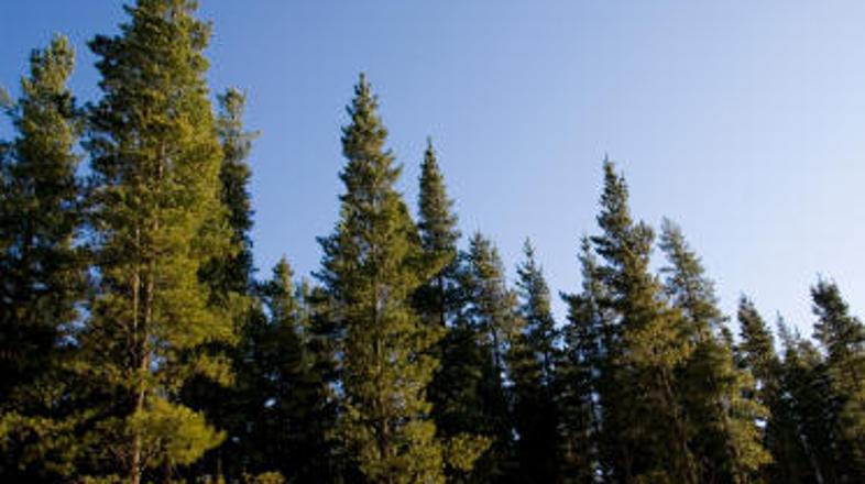 Za 41-letnega Bohinjčana se je žaganje smreke končalo tragično. (Foto: Shutterst