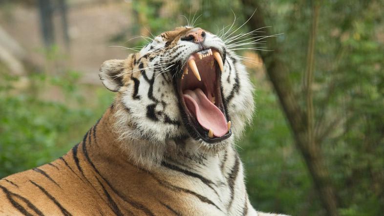 zoo ljubljana