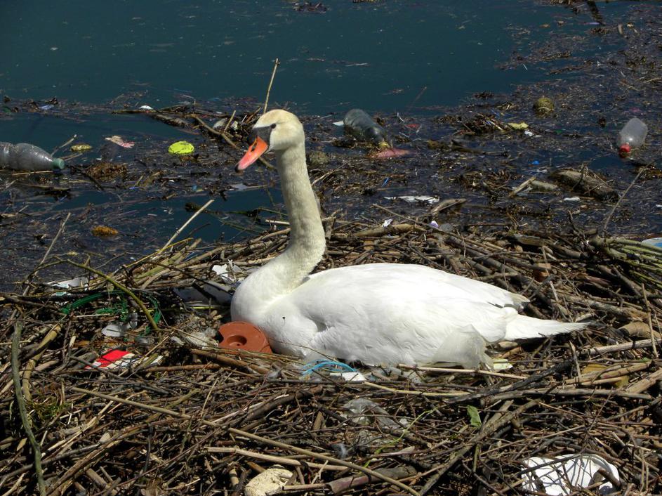 amvčiče, nesnaga, smeti, labod