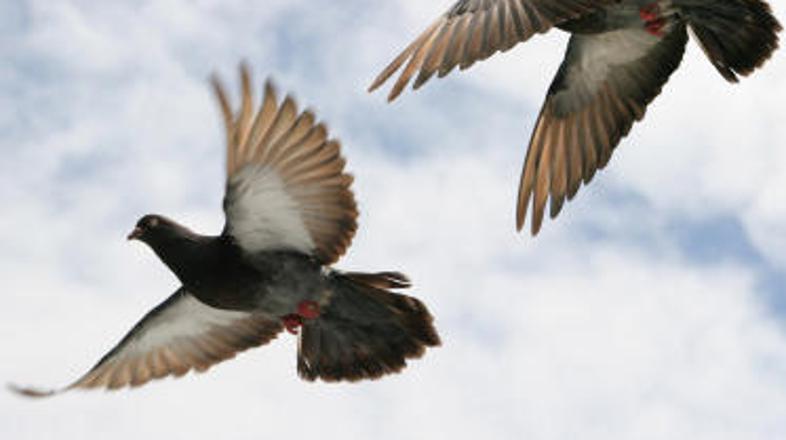 Goloba sta bila precej sumljiva.