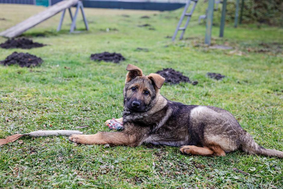 oddelek za šolanje službenih psov Gmajnice, policijski psi, šolanje psov | Avtor: Saša Despot