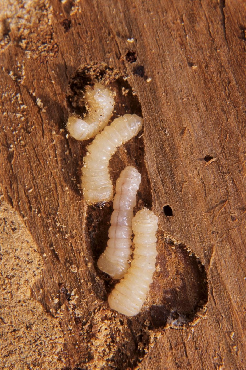 Larva hišnega kozlička | Avtor: Profimedia