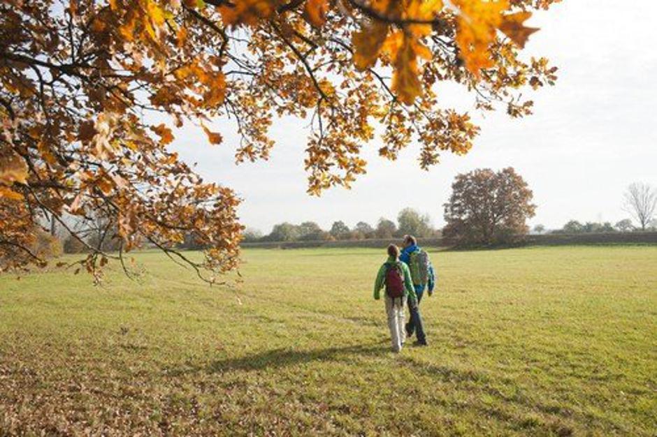 Hoja v naravi | Avtor: Profimedia