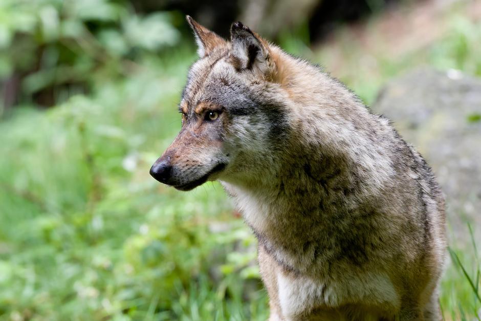 Volk | Avtor: Profimedia