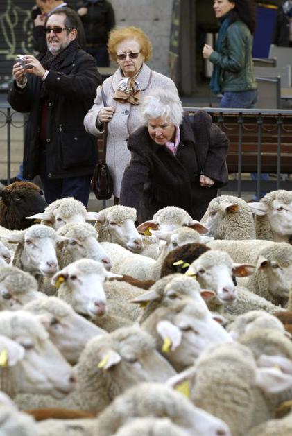 Ovce v Madridu 