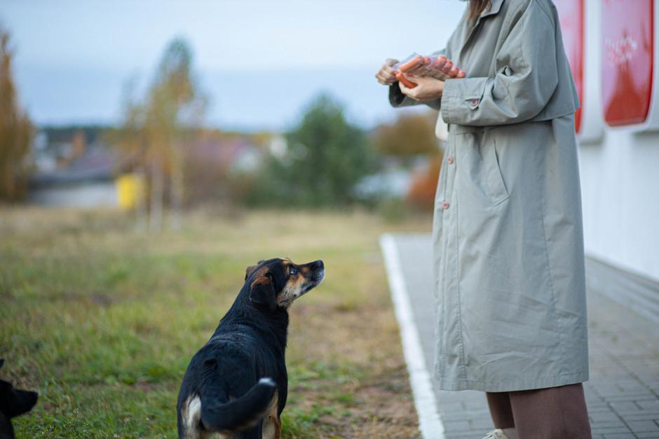 Pes na sprehodu | Avtor: Profimedia