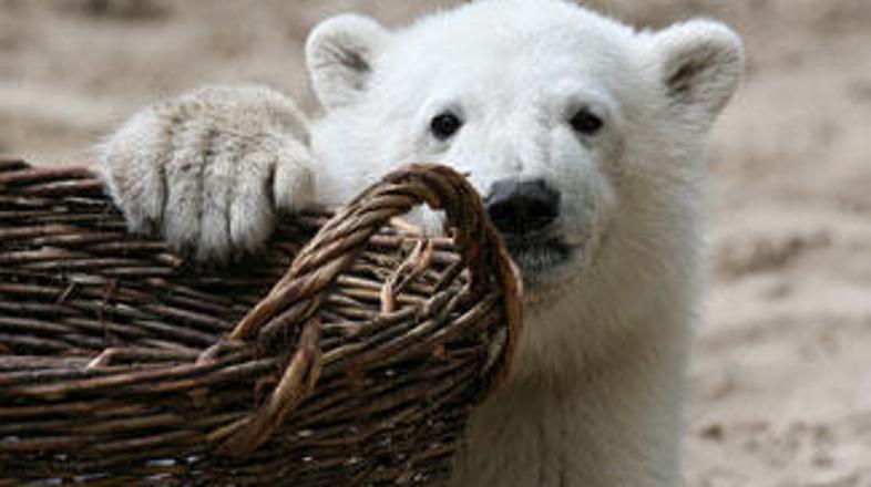 Film o medvedku Knutu bi v naslednjih dveh letih živalskemu vrtu prinesel pet mi
