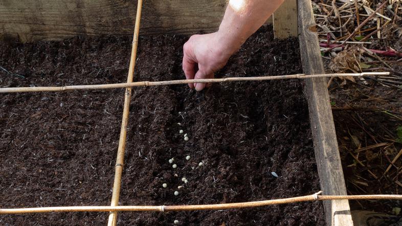 zelenjavni vrt, setev graha