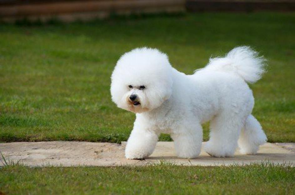 Pes. Kodrasti bišon