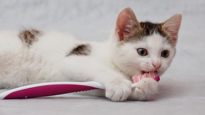 mucek zobje krtačka