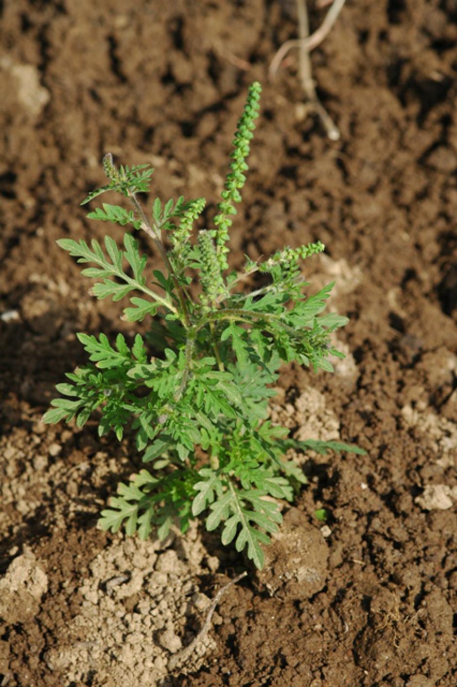 Ambrozija | Avtor: Arhiv: Inšpektorat za kmetijstvo, gozdarstvo, lovstvo in ribištvo