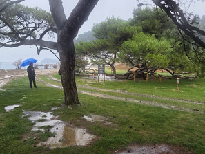 Veliki pajesen v Piranu