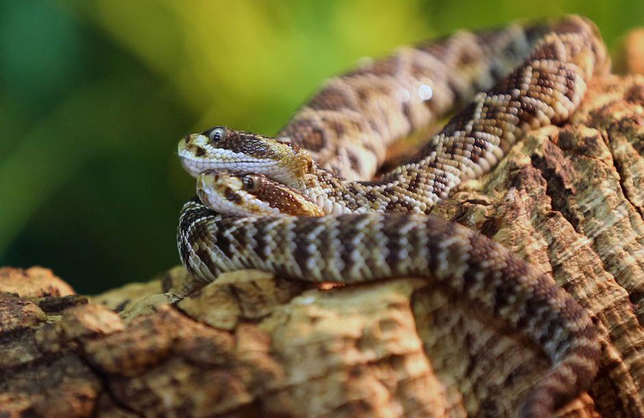 Klopotača z dvema glavama | Avtor: EPA