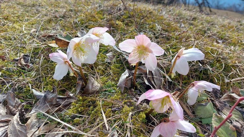 Teloh, pomlad, rože, spomladansko cvetje