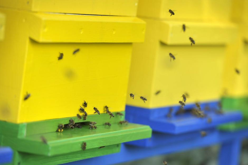 čebelnjak, BTC, čebele | Avtor: Anže Petkovšek