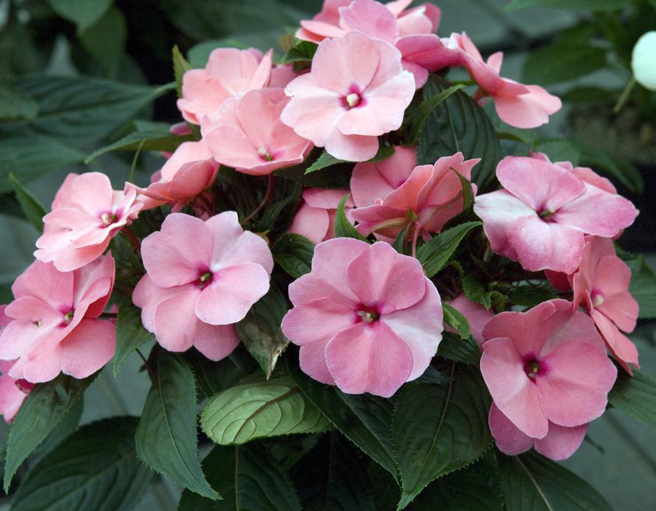 Vodenke | Avtor: Profimedia