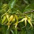 ylang ylang