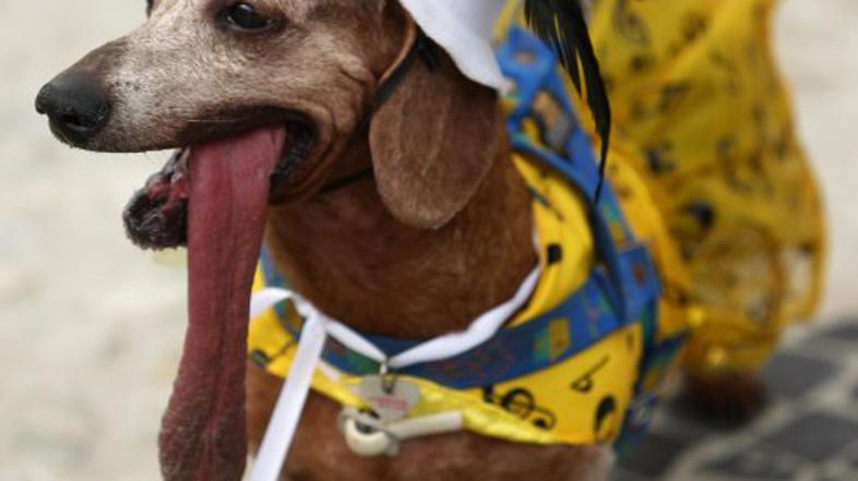 Pes na karnevalu v Riu.