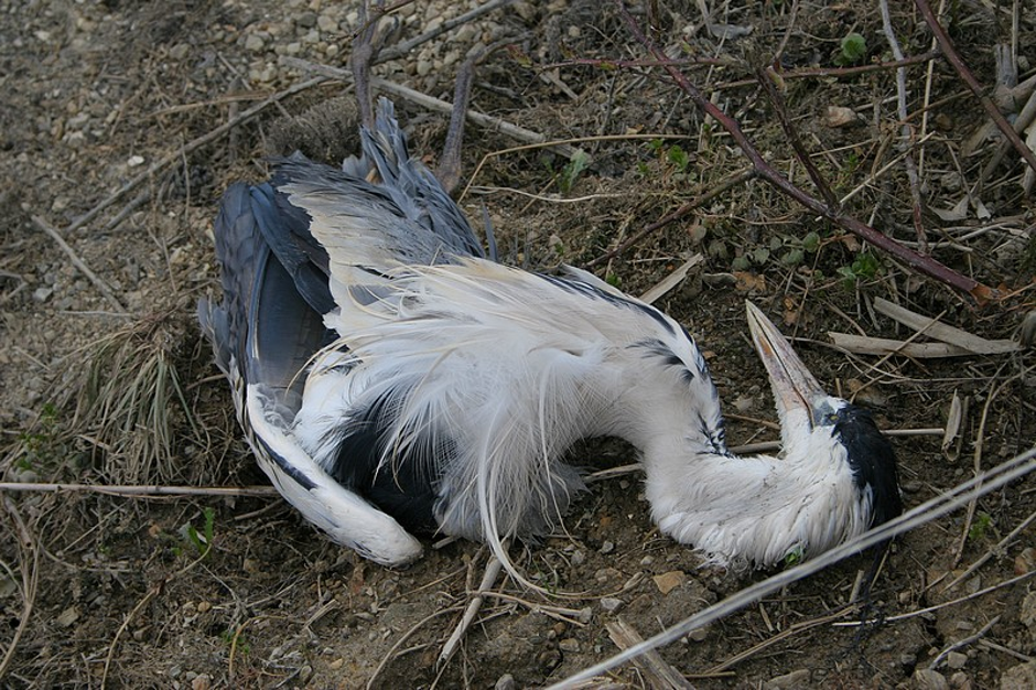 Ubita siva čaplja | Avtor: Doops