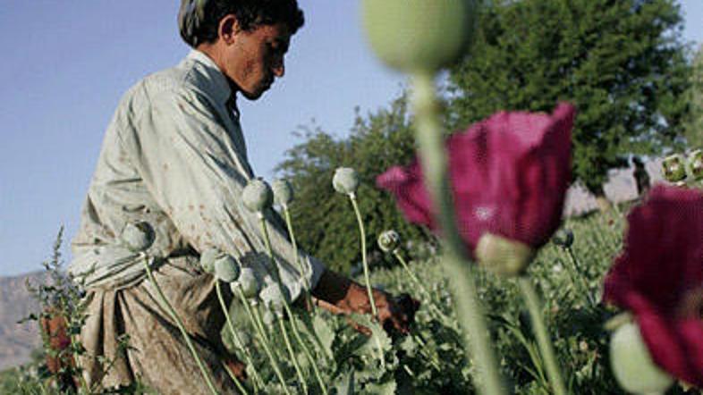 Med drugim so zasegli makova semena, predelan morfij, predelan heroin in hašiš.