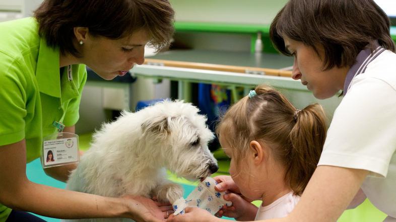 Delo terapevtskega psa