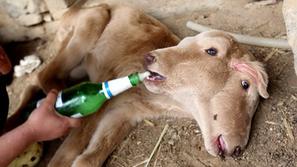 Prizor dvoglavega teleta  je tako šokiral 60-letno kmetico Li Chunhua, da je pad